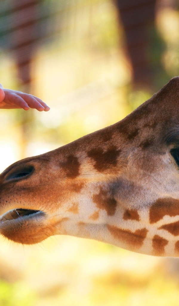 Голова жирафа и рука ребенка