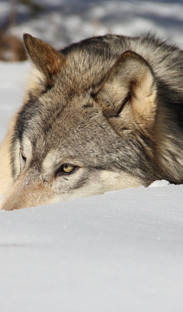 Волк отдыхает в снегу