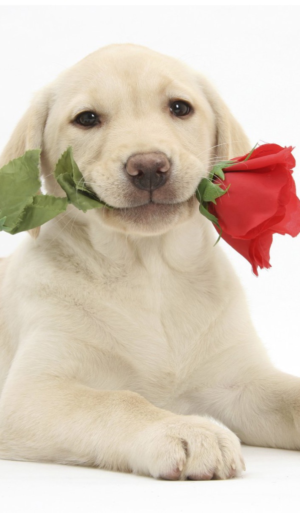 Собака с розой на День Святого Валентина