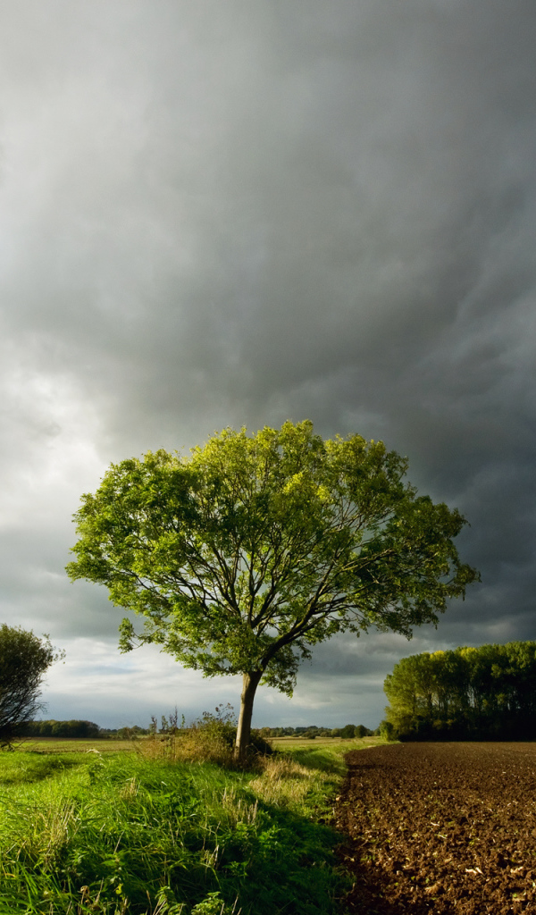 Дерево под темными облаками