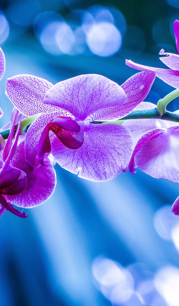 Фиолетовые цветы орхидеи