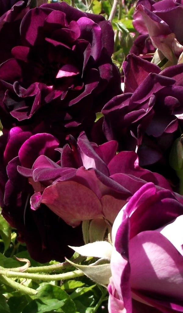 Фиолетовые розы на траве