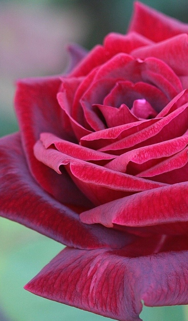 Красная роза в саду вечером