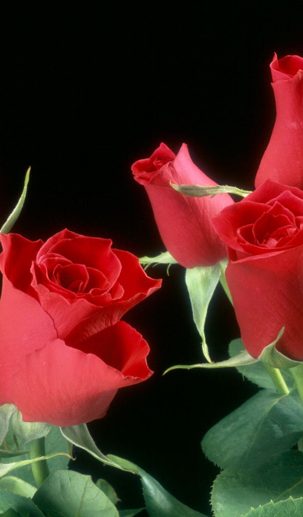Цветы красных роз