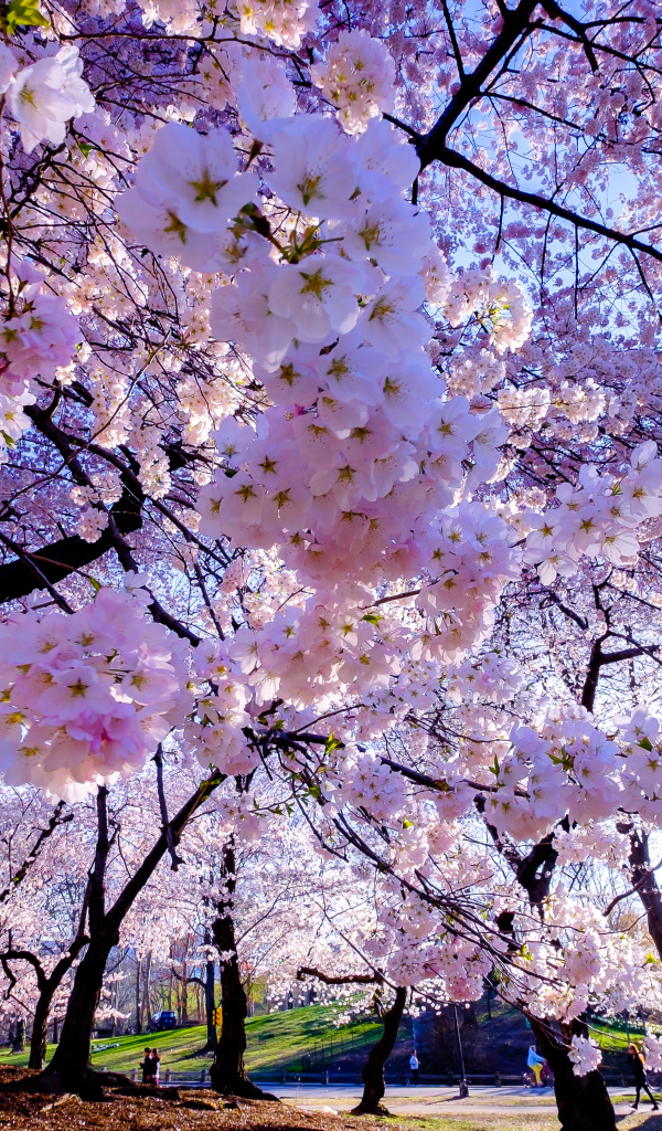 Весенние вишневые цветы