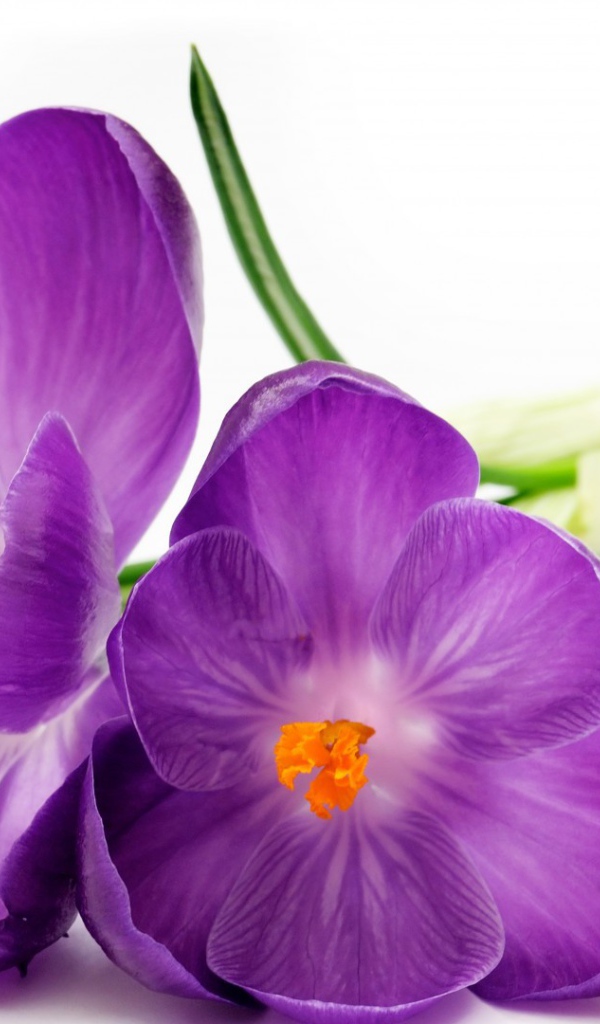 Два фиолетовых цветка