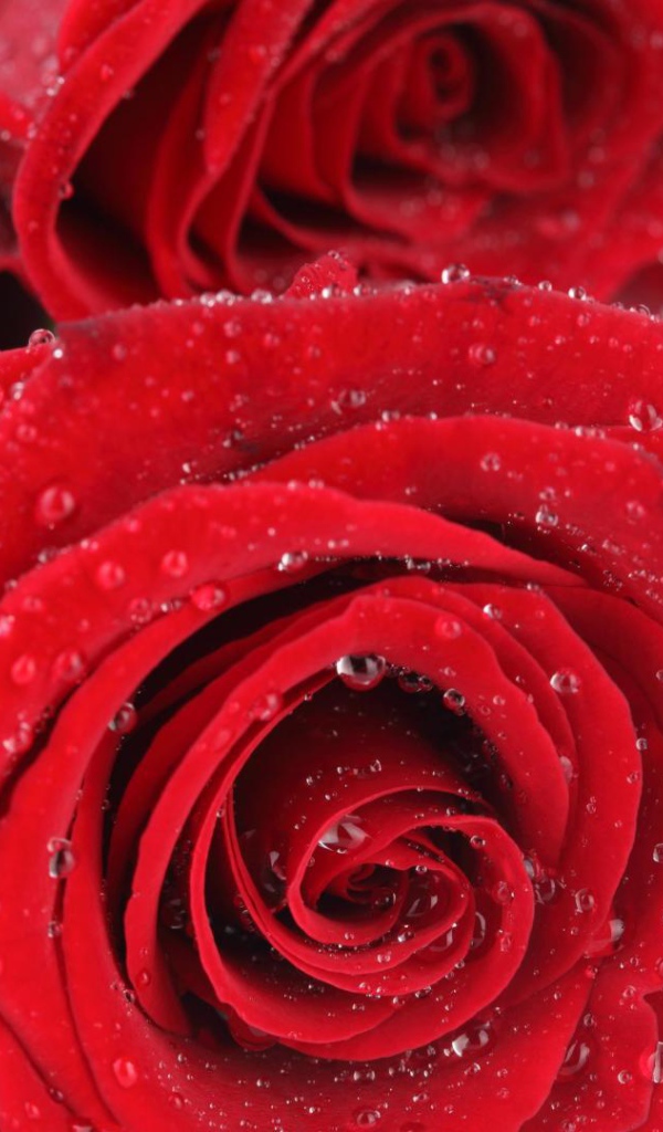 Мокрые красные розы на белом столе