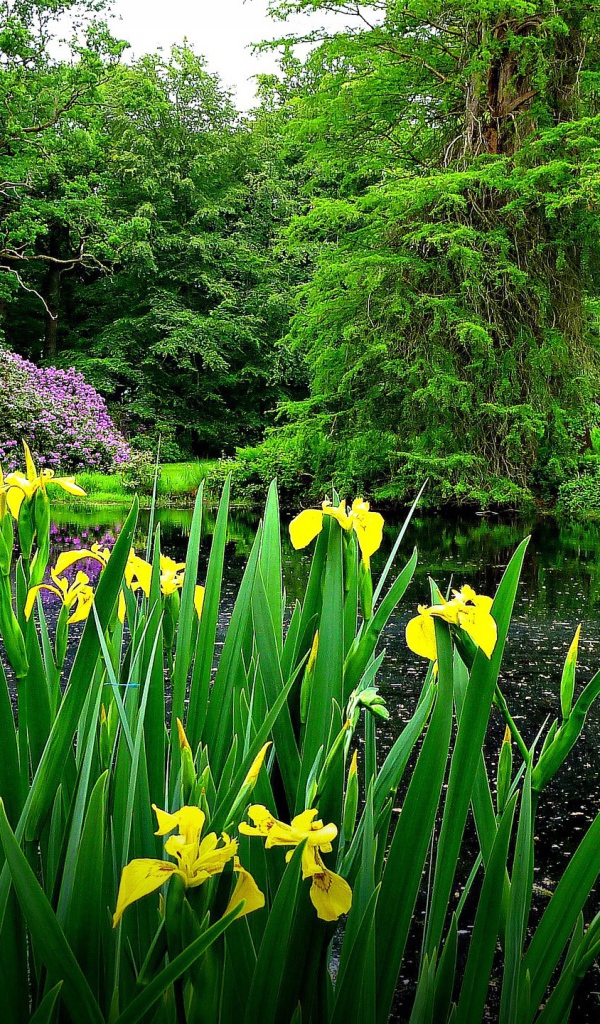 Желтые цветы на берегу озера