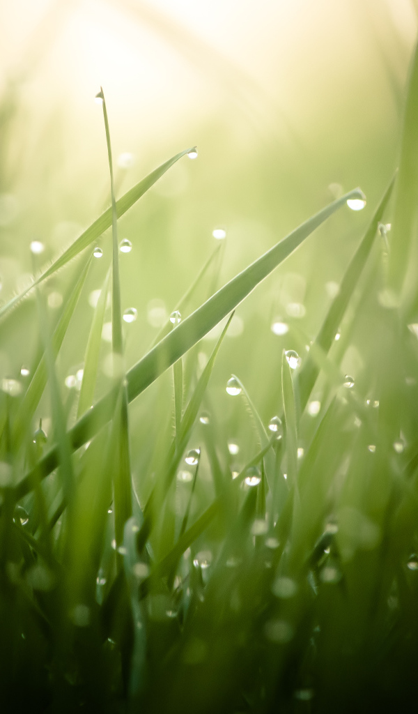 Утренняя роса на зелёной траве