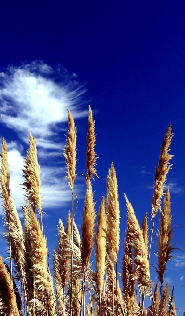 Трава на фоне синего неба