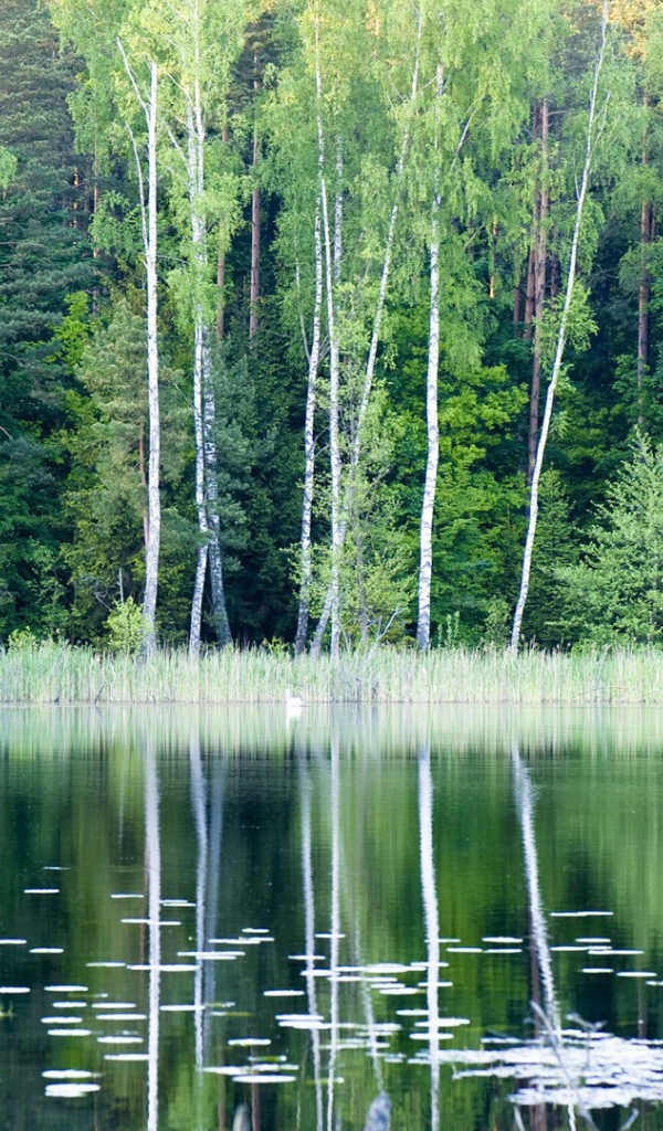 Лесное озеро в Польше