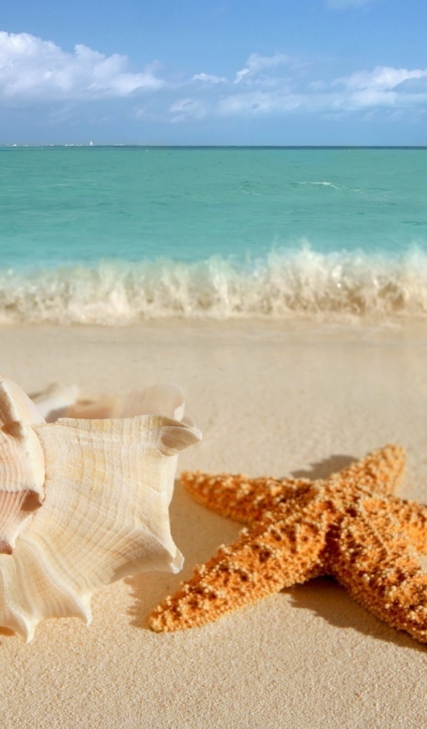 Ракушка и морская звезда на летнем пляже