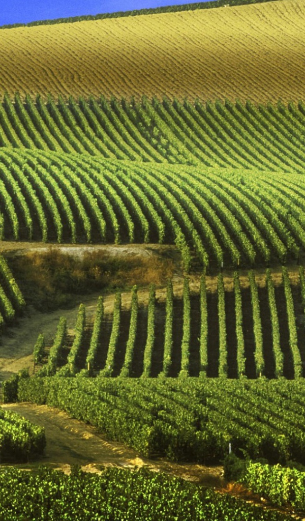 Бескрайние виноградники в провинции Шампань, Франция