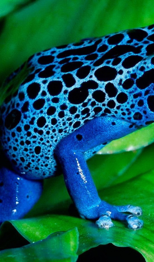 Синяя лягушка на зелени