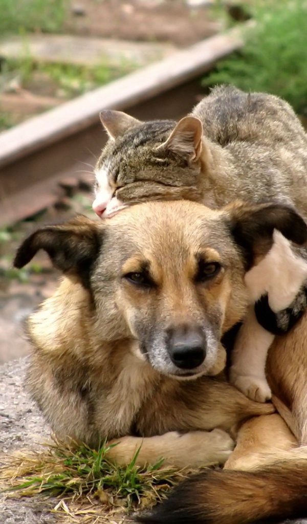 Cats hugging dog
