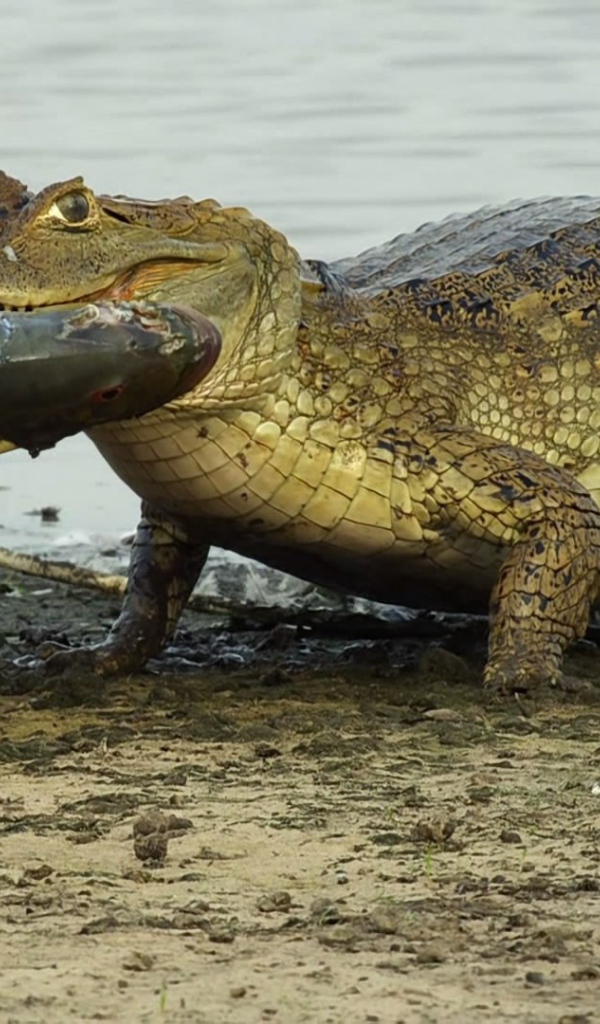 Крокодил несет рыбу в зубах