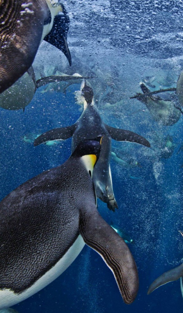 Императорские пингвины в море Росса в Антарктиде