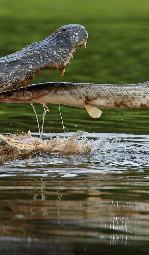 Fish in the mouth of a crocodile