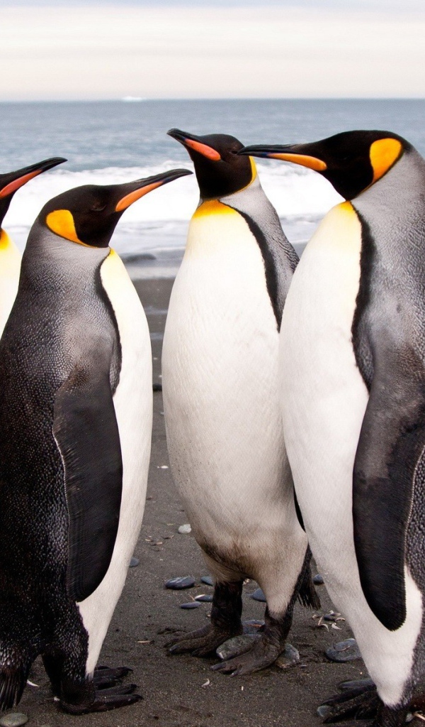 Четыре пингвина на берегу моря