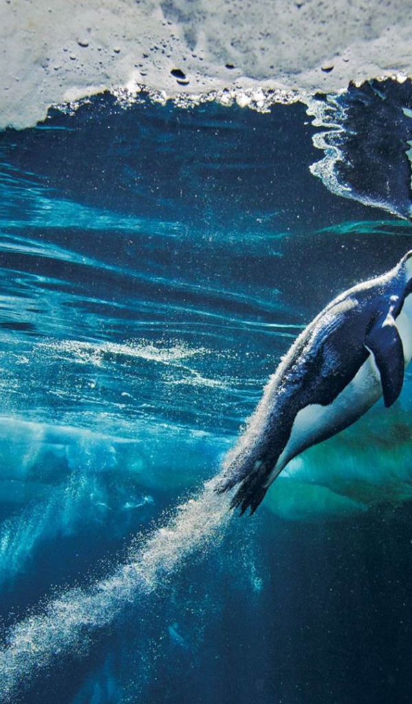 Пингвин плывет к поверхности воды