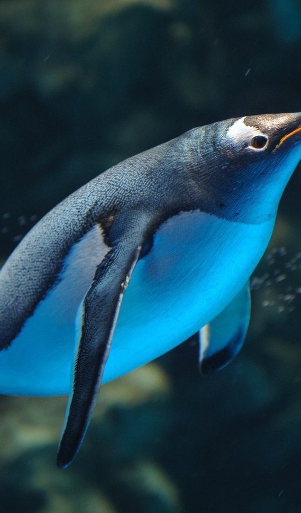 Пингвин плывет в воде