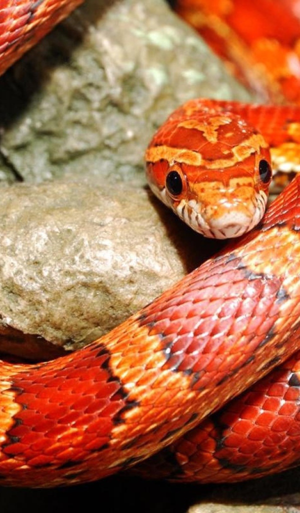 Красная змея на камне