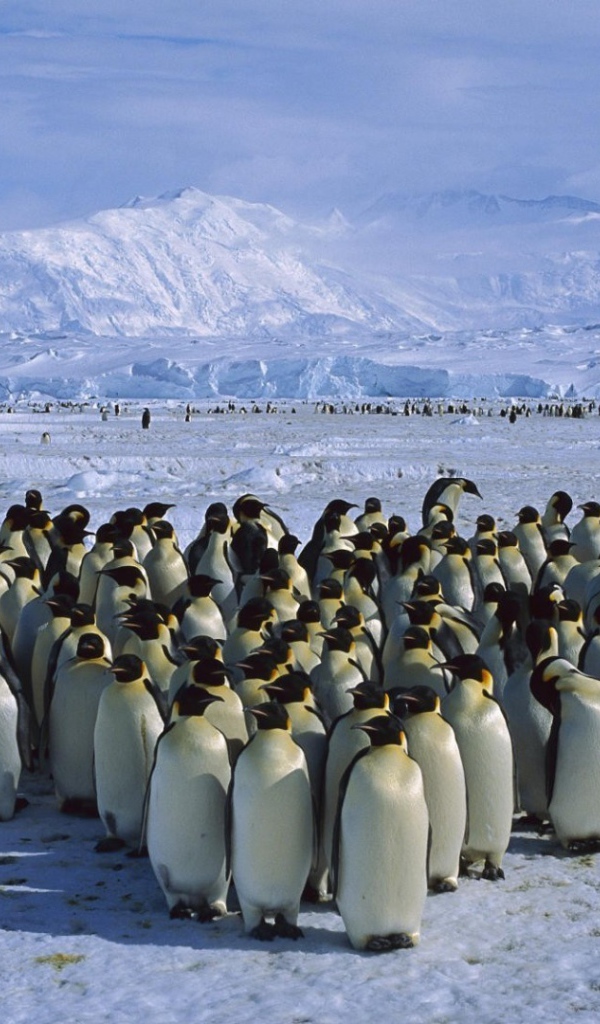 Толпа пингвинов в Антарктиде