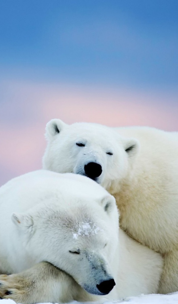 Пара белых полярных медведей
