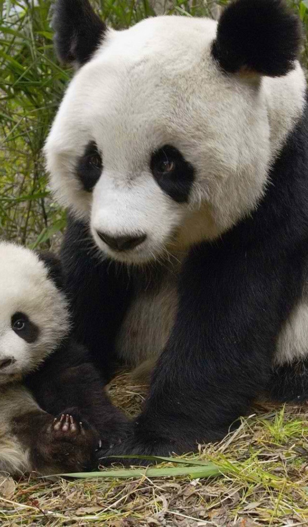 Панда с маленьким детенышем