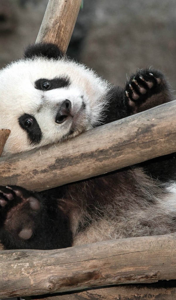 Малыш Панда в зоопарке