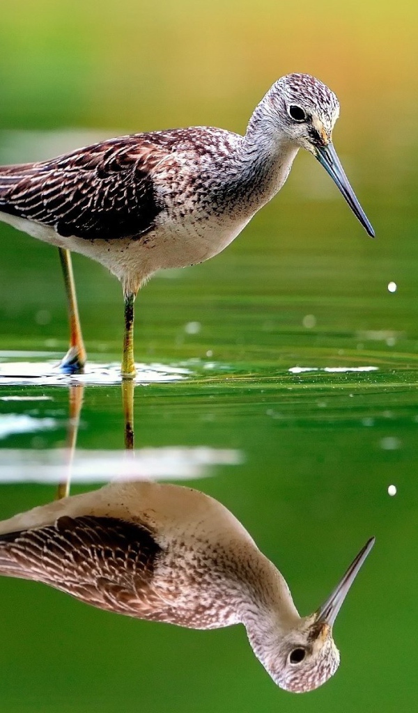 Птица отражается в зеленой воде