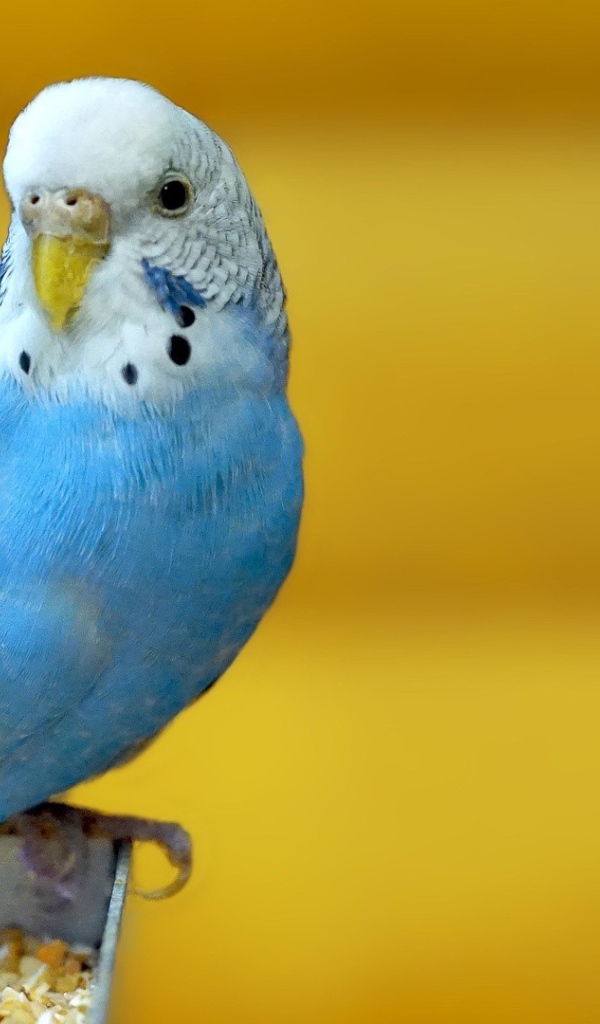 Голубой попугай на желтом фоне