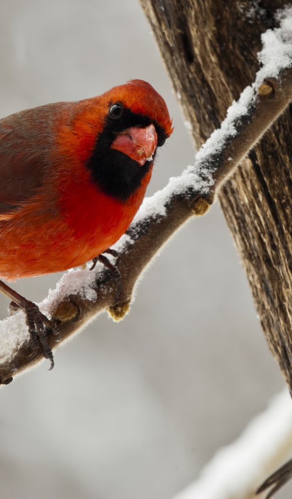 Птица красный кардинал зимой