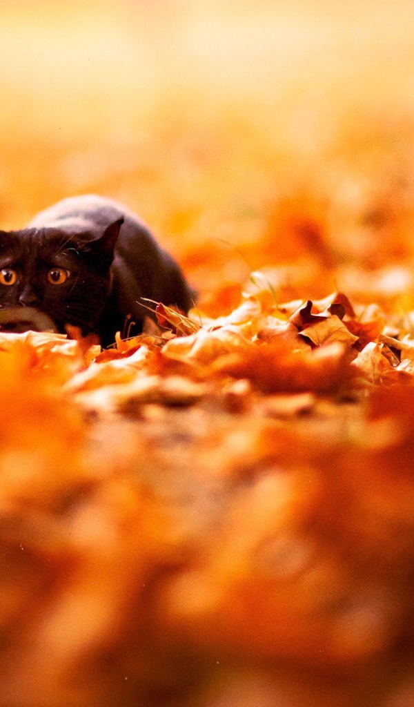 Черный кот охотник в опавших листьях