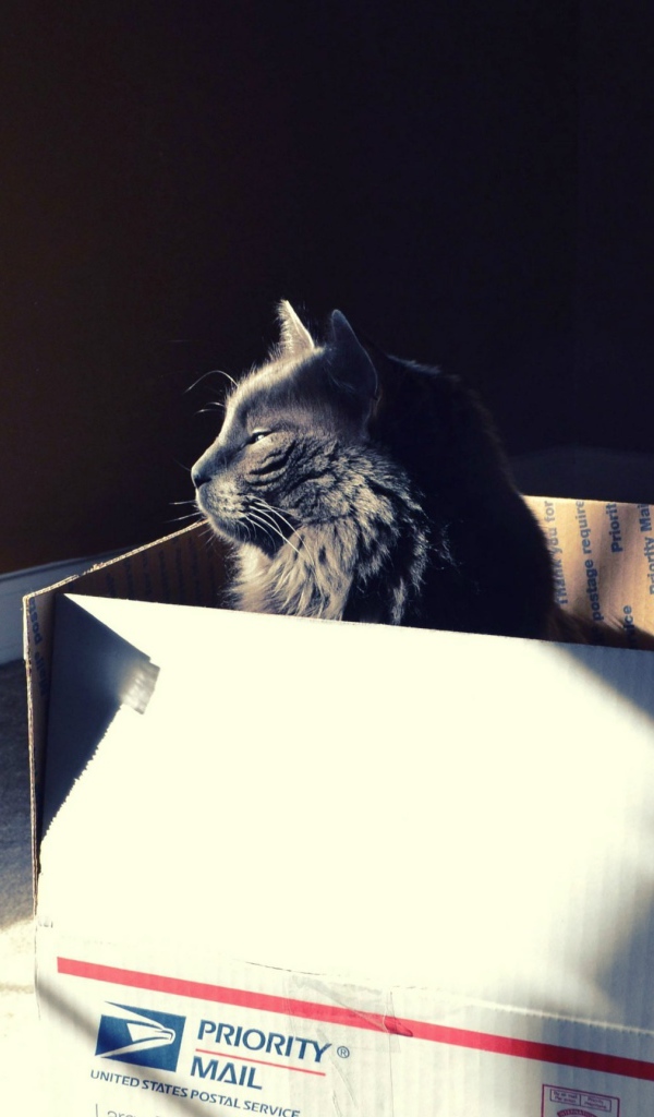 Черный кот в картонной коробке
