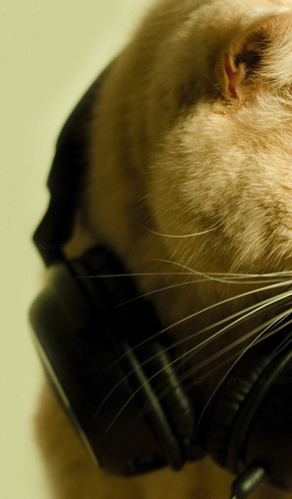 Светлый кот в черных наушниках