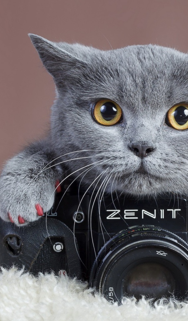 Британский кот и фотоаппарат Зенит