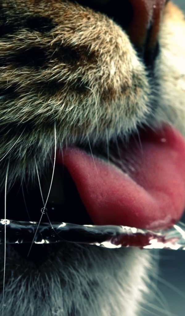 Кот ловит языком струю воды