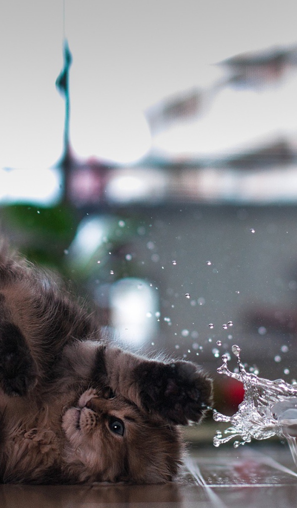 Кот играет с водой лежа на спине