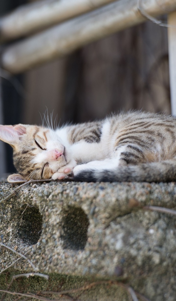Кот спит на бетонной плите