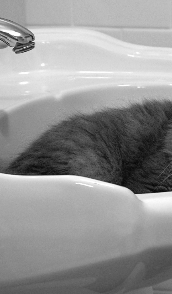 Кот мирно спит в раковине
