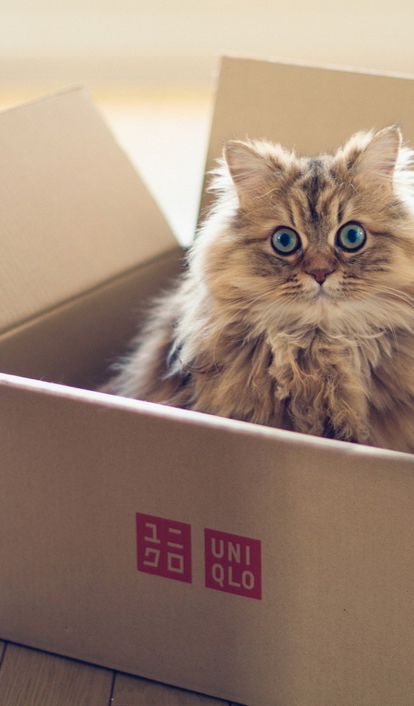 Пушистый кот в картонной коробке