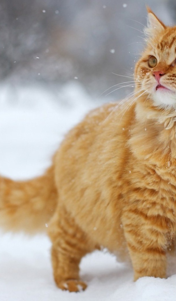 Пушистый рыжий кот на снегу