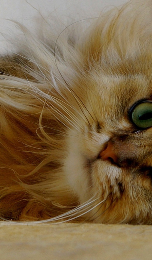 Пушистый зеленоглазый котенок