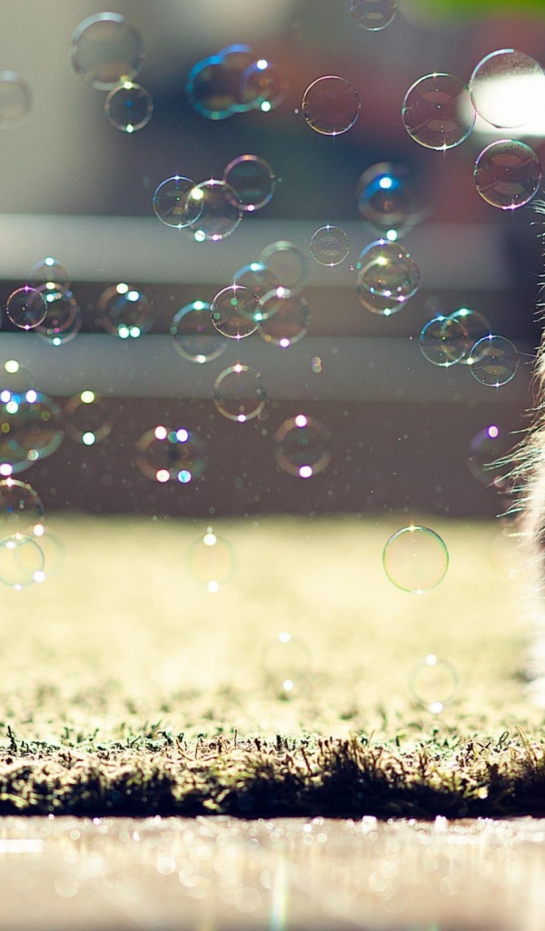 Пушистый котенок в облаке мыльных пузырей