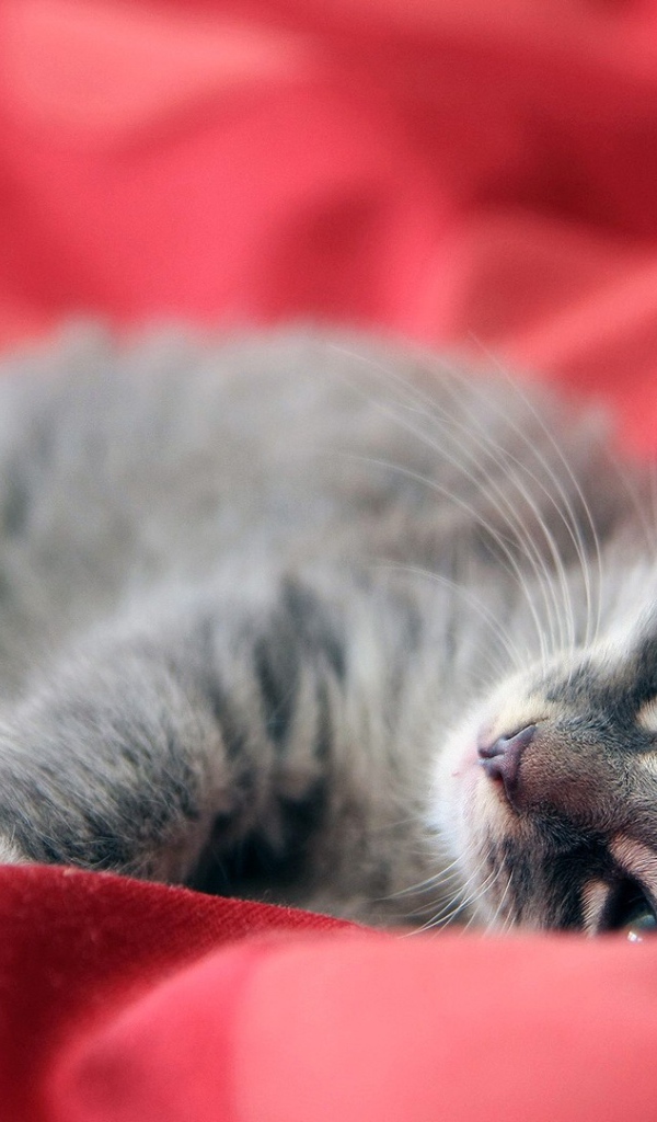 Серый котенок лежит на красной ткани