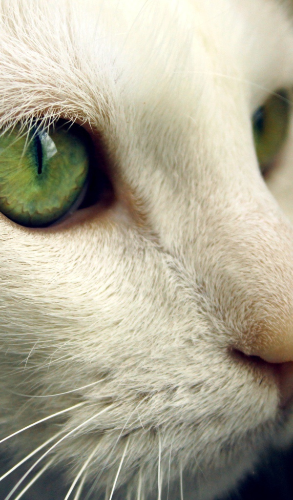 Зеленые глаза на белой морде кота