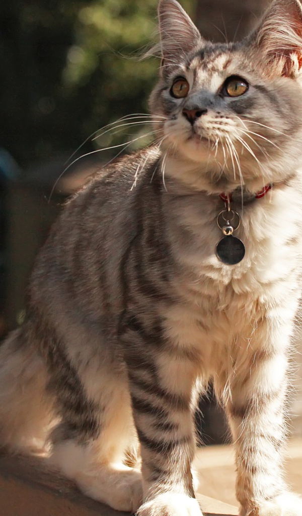 Медальон на ошейнике кошки