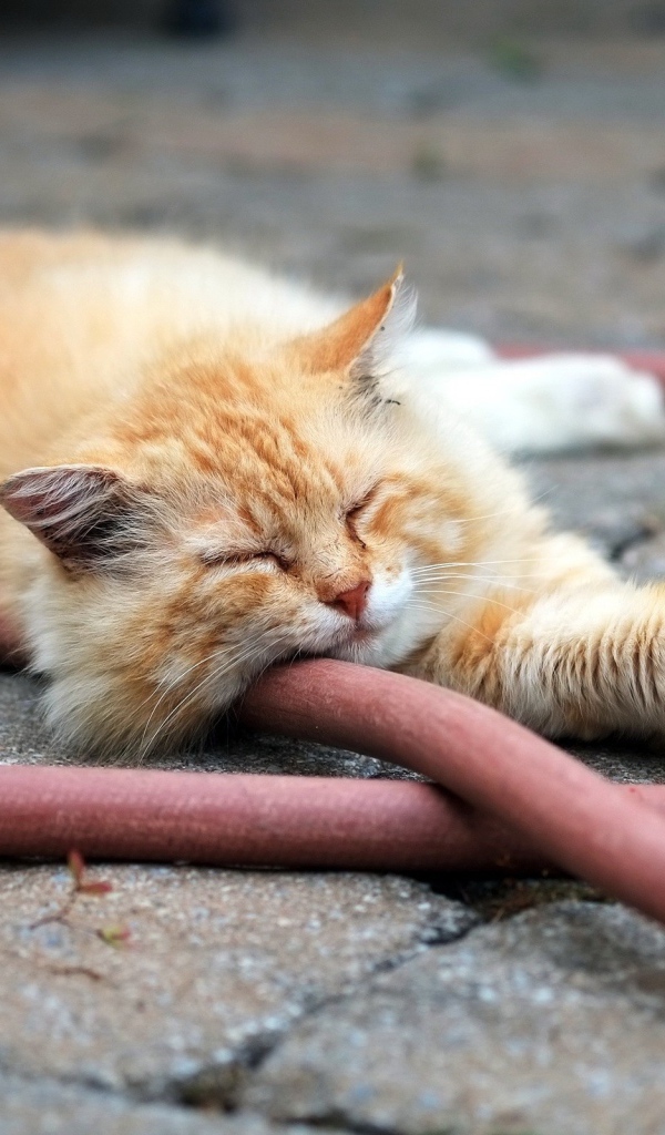Рыжий кот спит на шланге