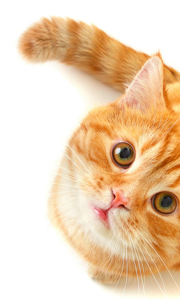 Рыжий кот с зелеными глазами